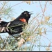 Singing Red-winged Blackbird... by soylentgreenpics