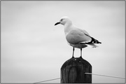 10th Jun 2018 - Seagull on Guard