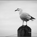 Seagull on Guard by chikadnz