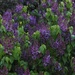 Lilacs In Bloom by bjchipman