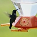 Ruby Throat Hummingbird by bjchipman