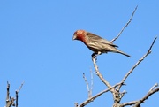 17th May 2018 - House Finch