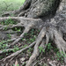 Rooted by lsquared