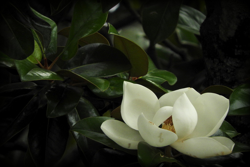 Minimal Magnolia by homeschoolmom