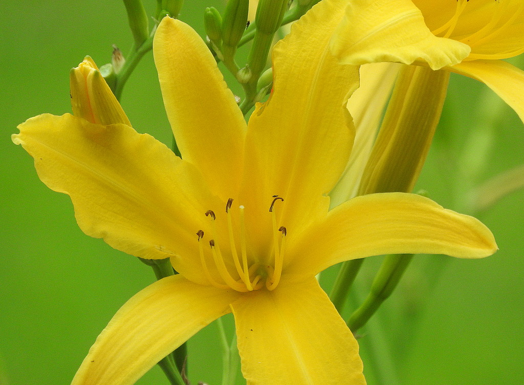 Yellow Lily by homeschoolmom