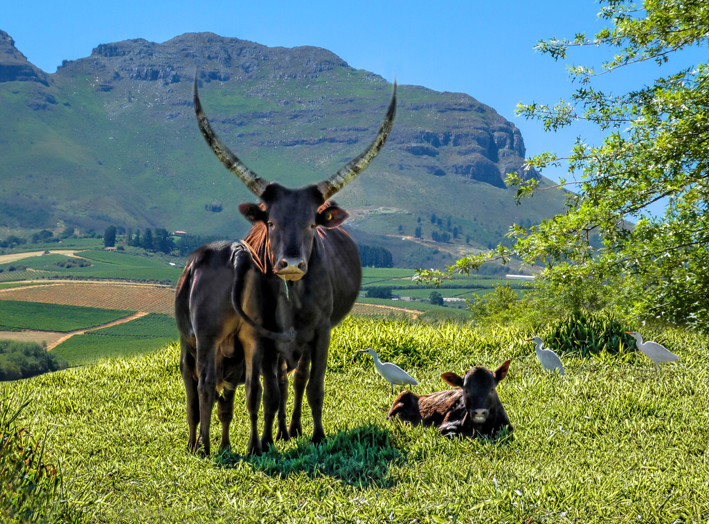 The Ankole cattle ... by ludwigsdiana