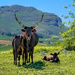The Ankole cattle ... by ludwigsdiana