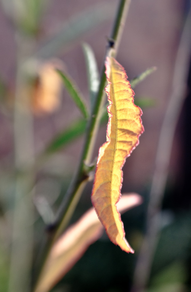 leaf by annied