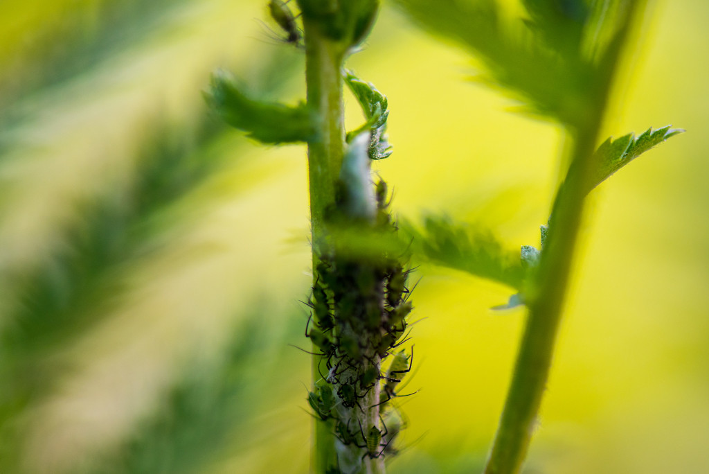 Aphids by dianen