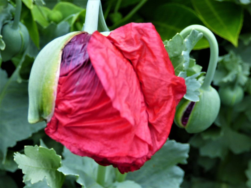 Poppy bud in the garden  by beryl