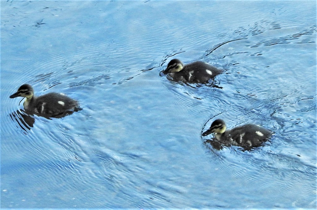 Three Little Ducks by oldjosh