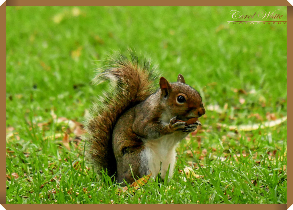Baby Grey Squirrel by carolmw