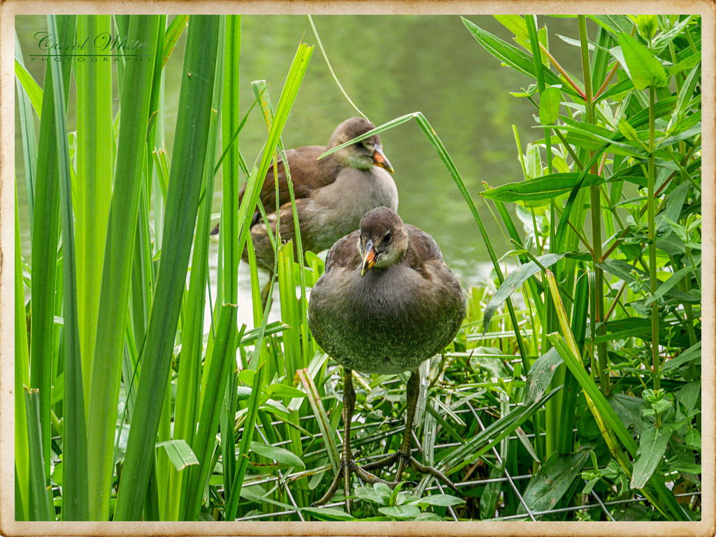 Young Coots by carolmw