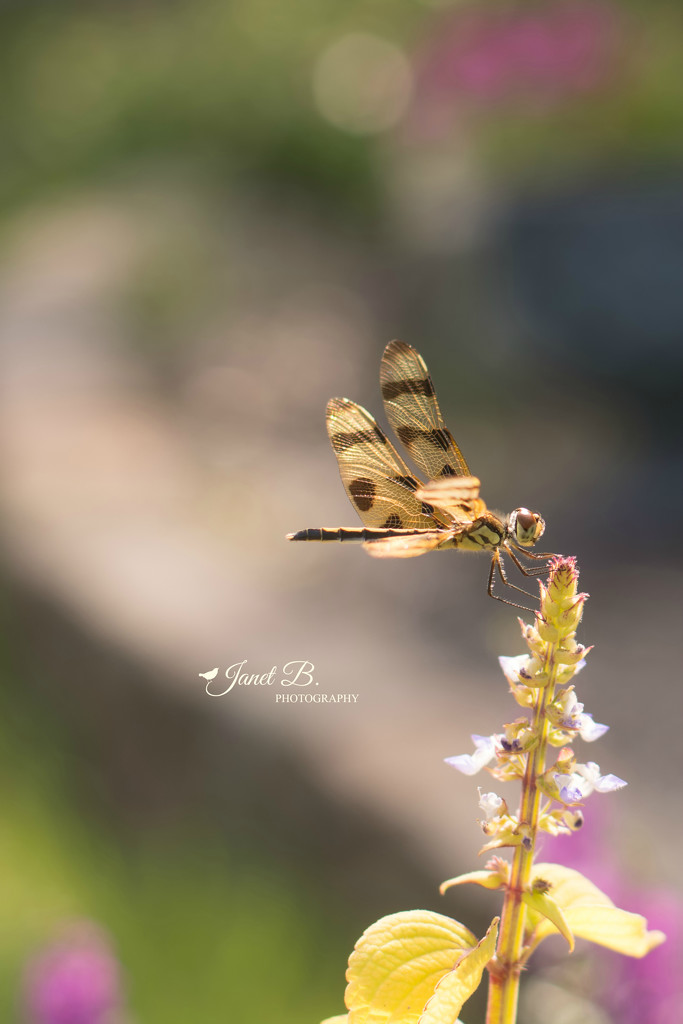 Dragonfly by janetb