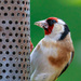 Goldfinch feeding by padlock