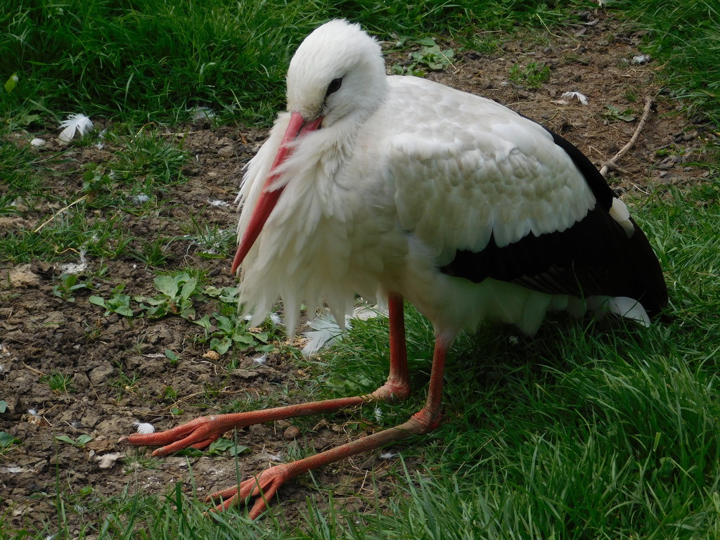 Old Man Stork by 365anne