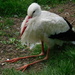 Old Man Stork by 365anne