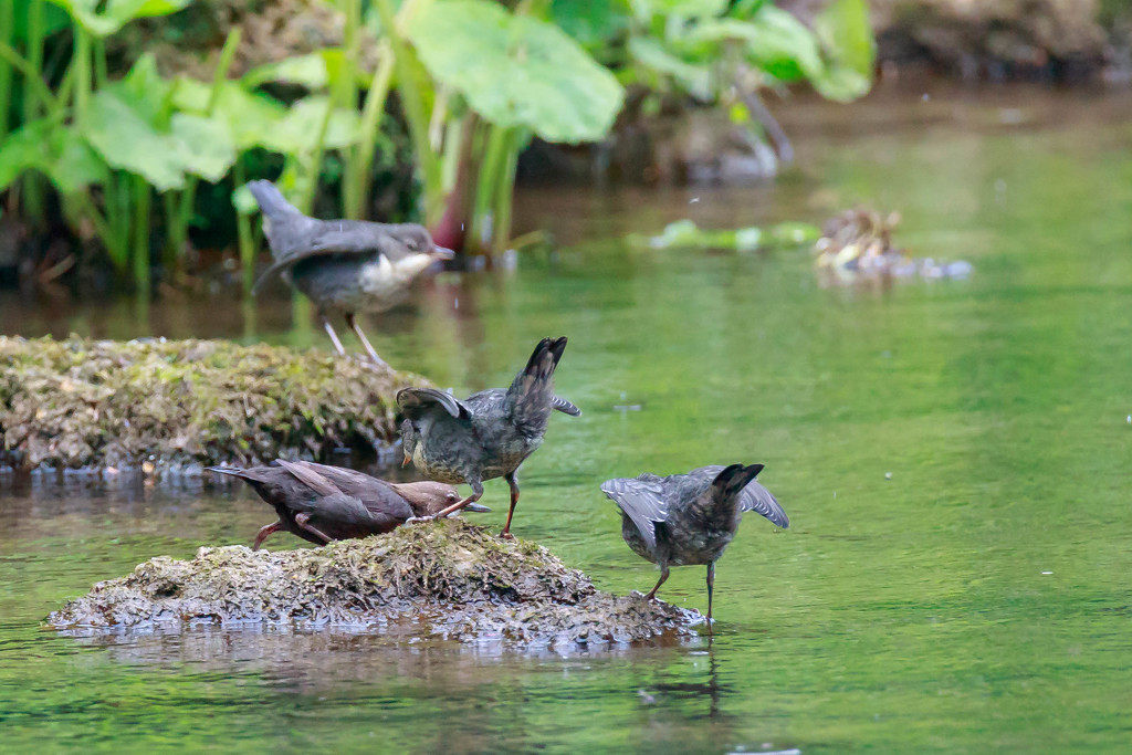 Dipper-Adult with three Juveniles by padlock