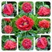 Poppies in my garden  by beryl
