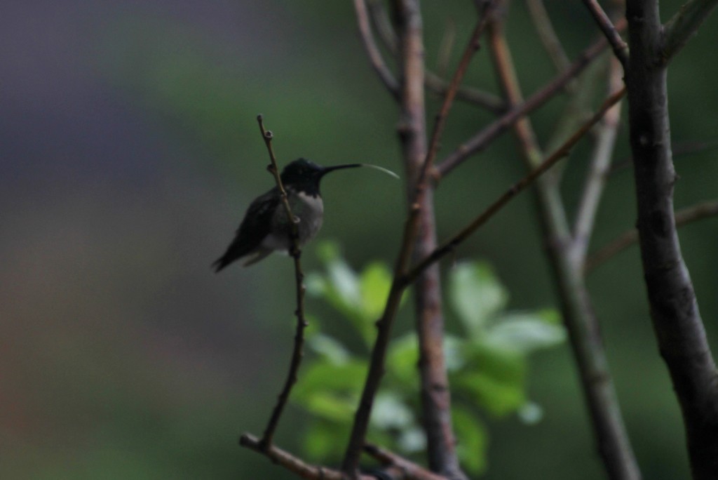 Hummingbird Tongue by bjchipman