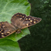 Speckled wood by inthecloud5