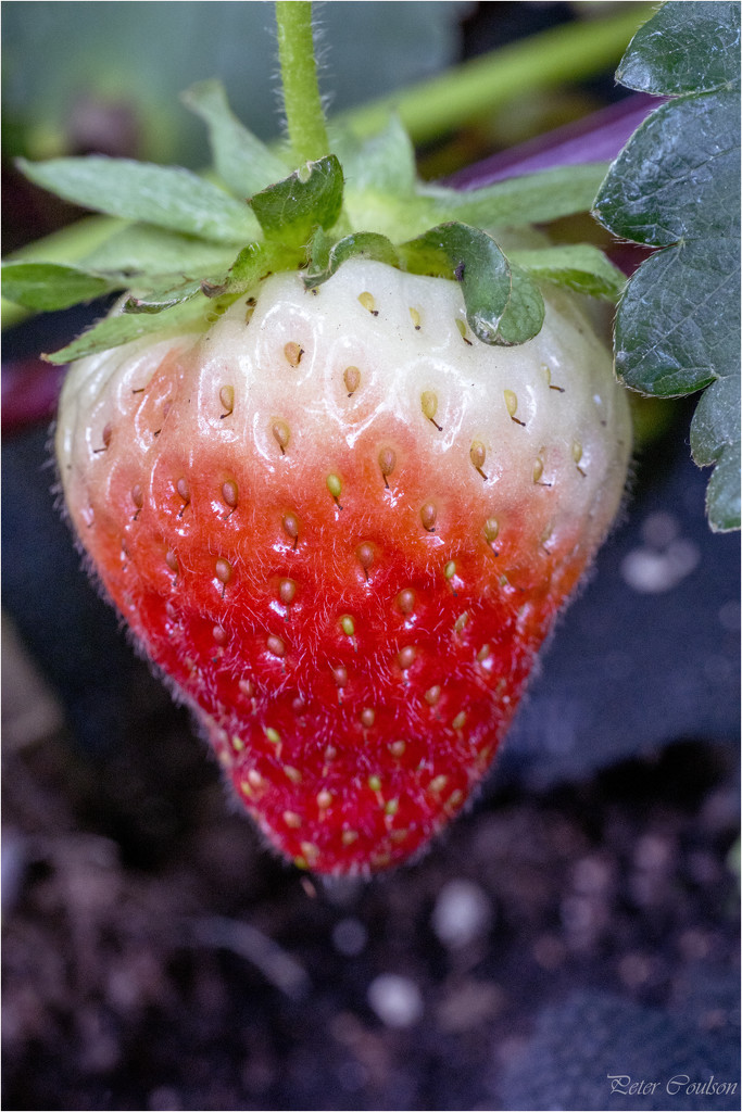 Macro Strawberry by pcoulson