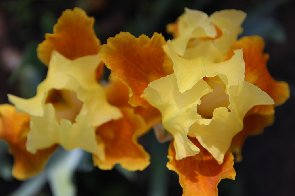 Yellow Iris by bjchipman