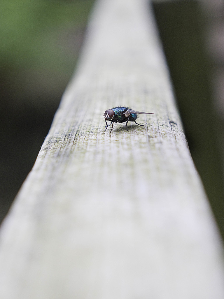 The fly on the handrail. by gamelee