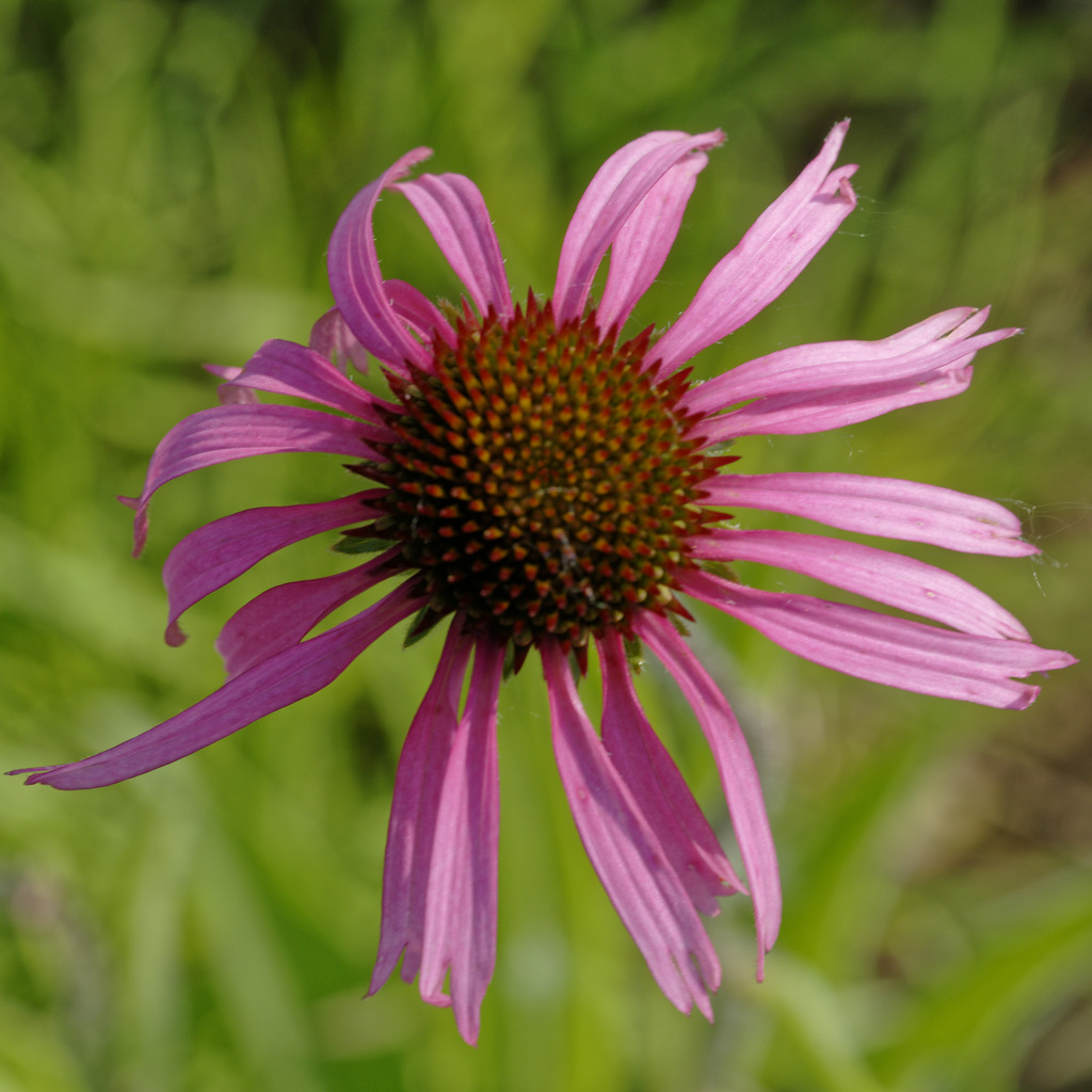Coneflower topview by rminer