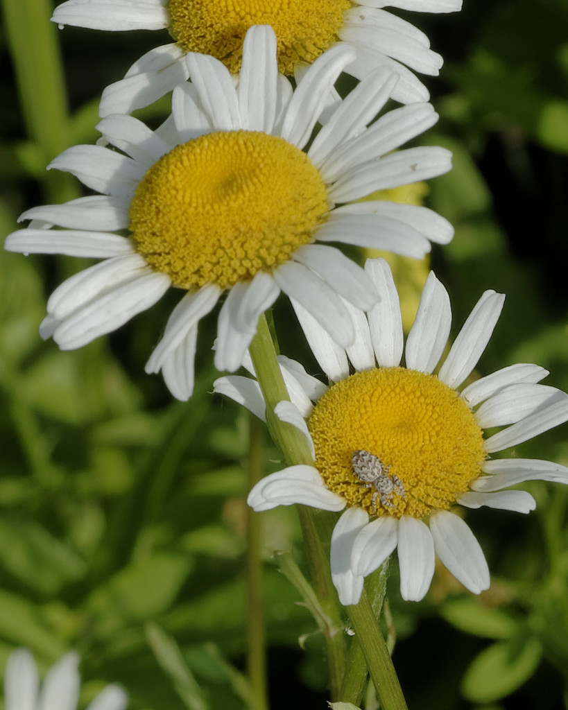 Daisies with spider by rminer