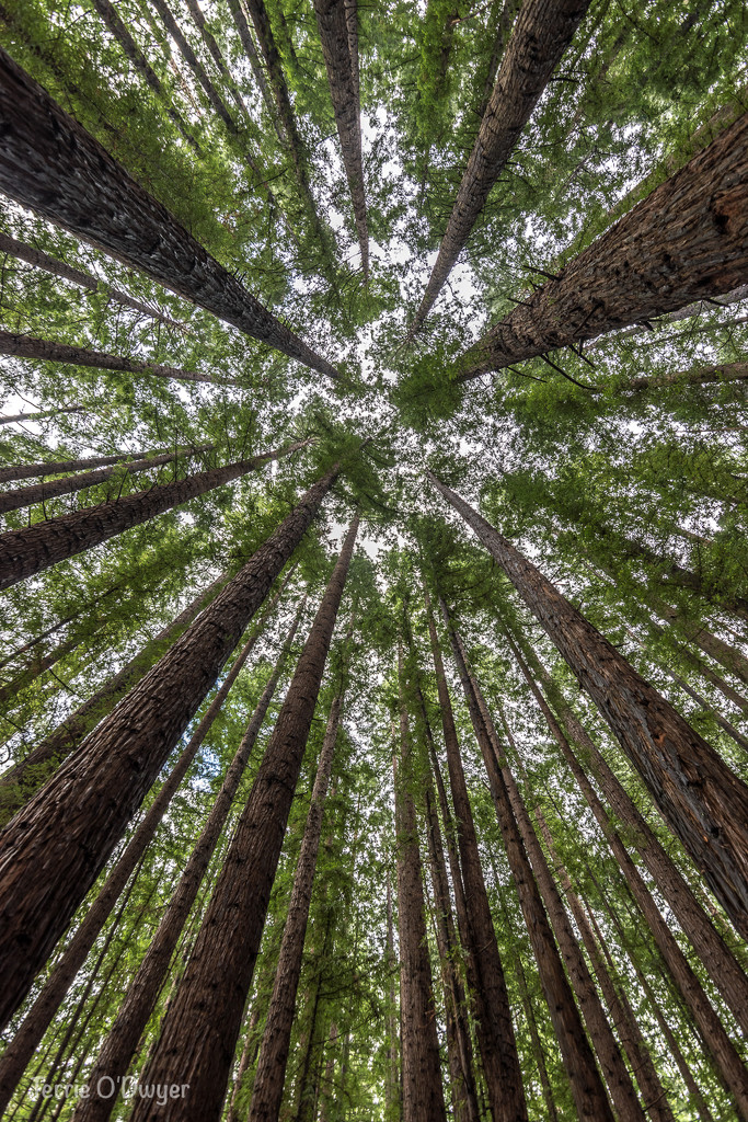 Redwood Forest - Warburton by teodw