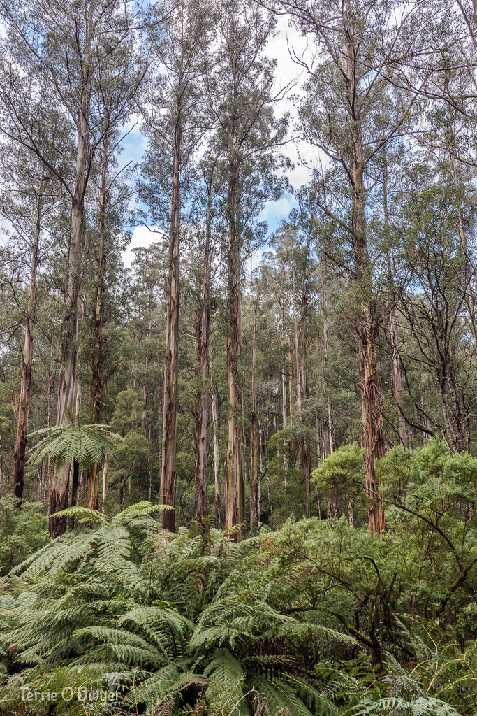 Yarra Ranges National Park scene by teodw