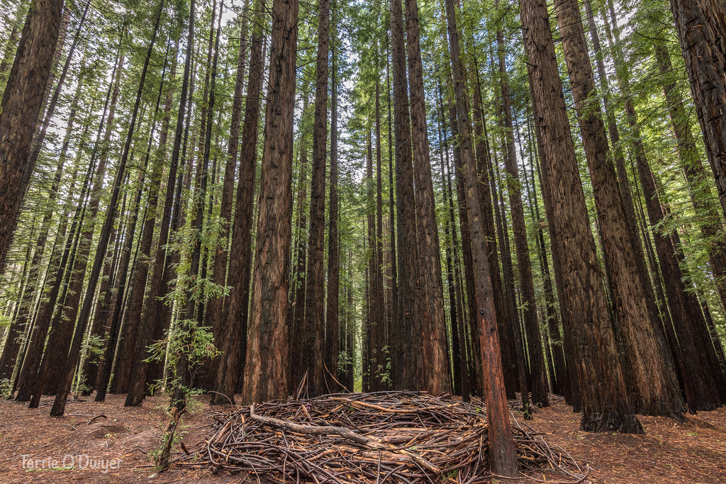 Redwood Forest - Warburton by teodw