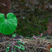 winter garden by ulla
