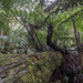 Fallen logs & ferns by teodw