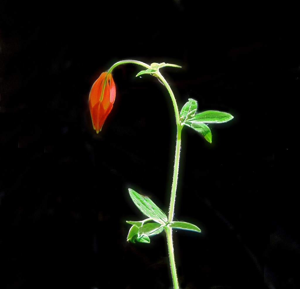 Red Wild Flower  by joysfocus