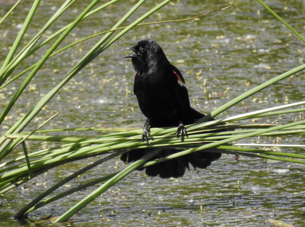 Breezy blackbird by amyk