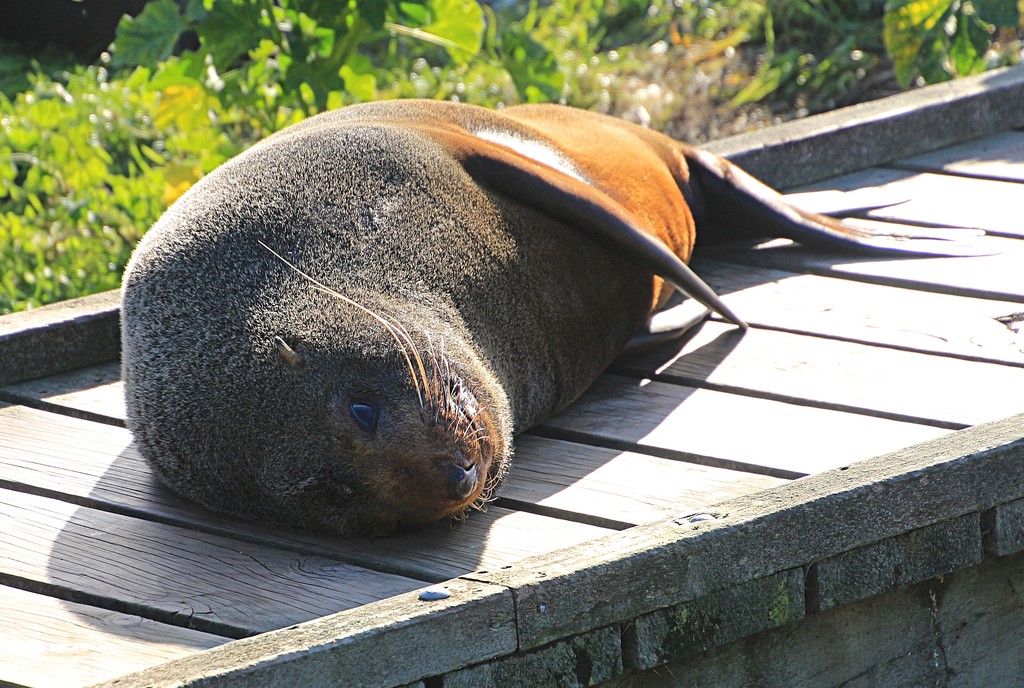Basking seal by kiwinanna