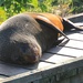 Basking seal by kiwinanna