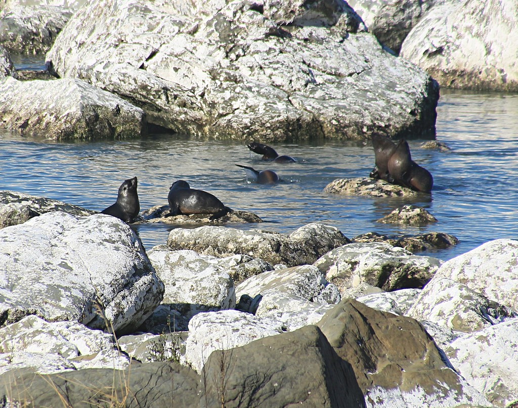 Seal swimming pools by kiwinanna