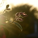 Wintery Sunrise by nickspicsnz