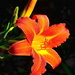 Day lily by congaree