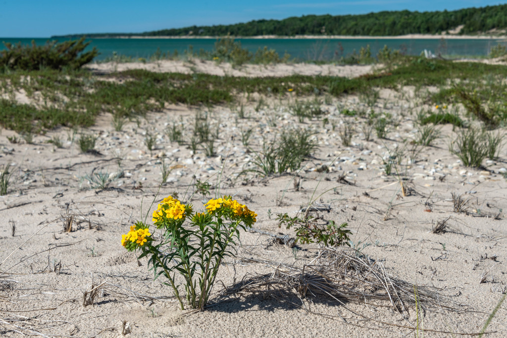 Yellow Beach Flower by taffy