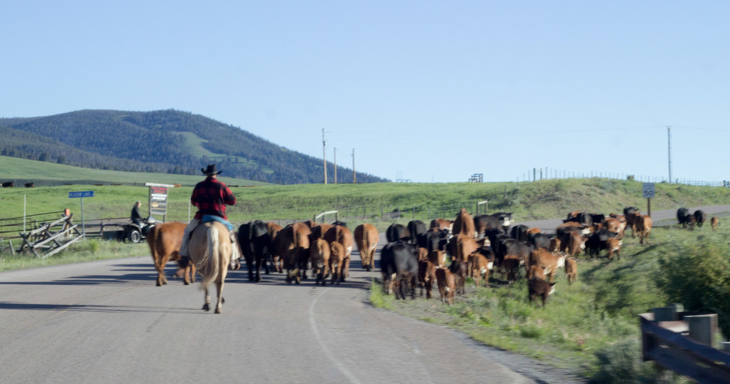 Early Morning Cattle Drive by jetr