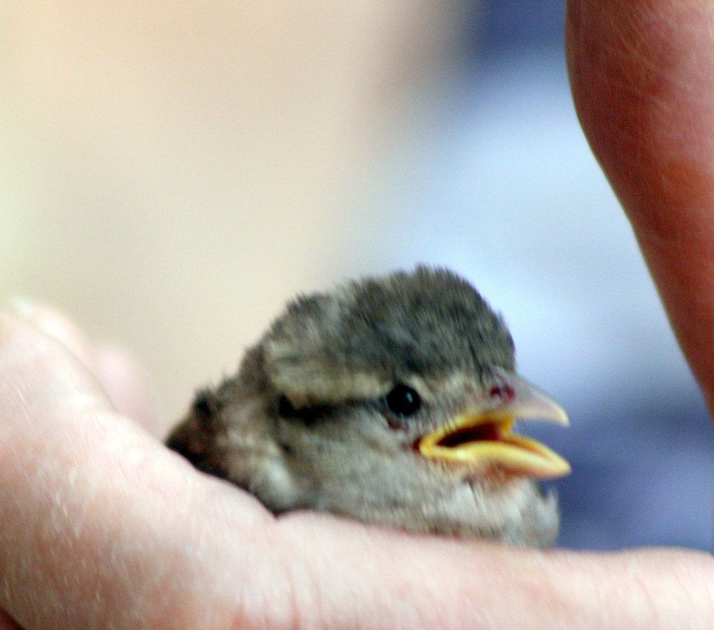 Baby sparrow rescued from a wall  by bruni
