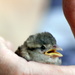 Baby sparrow rescued from a wall  by bruni