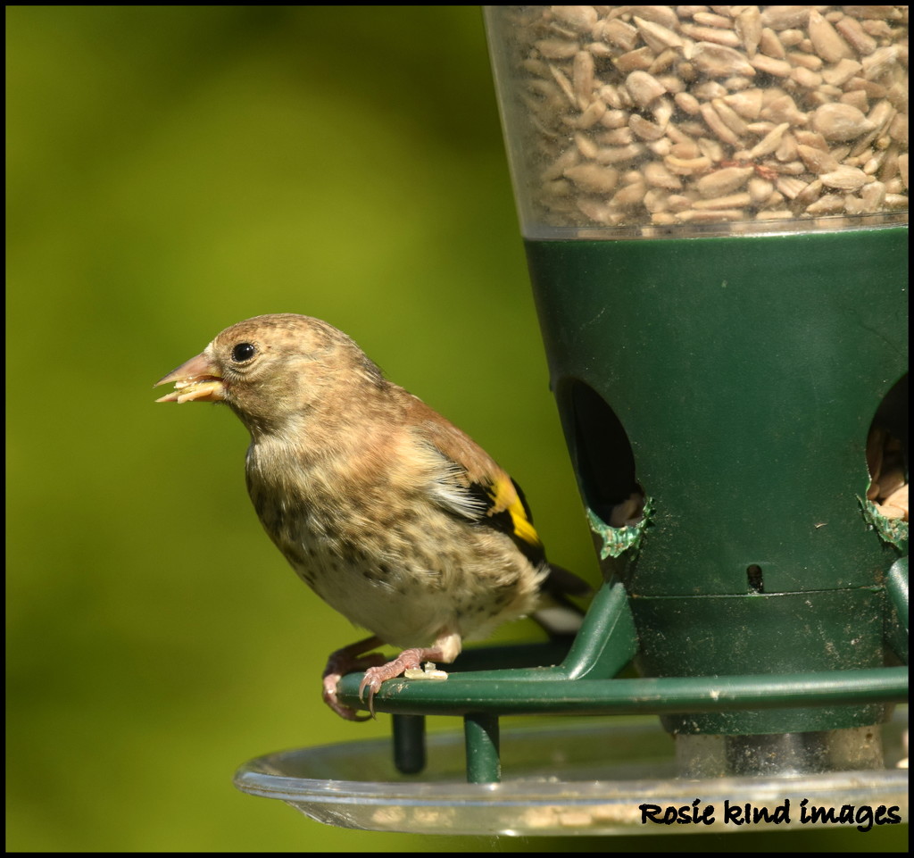 Young goldfinch by rosiekind