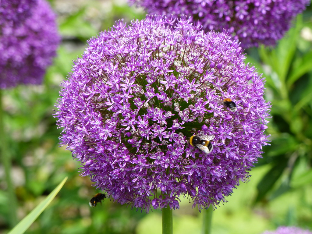  Enormous Allium ...........and bees by susiemc