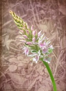 13th Jun 2018 - First wild orchid