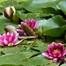  Water Lilies  by susiemc